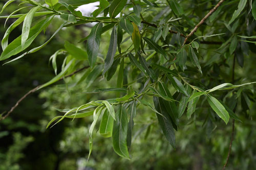 みやこやなぎ,葉っぱ,植物