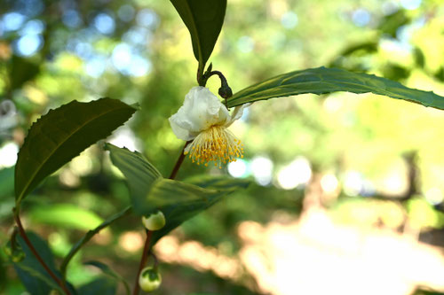 お茶の花,画像,tea tree