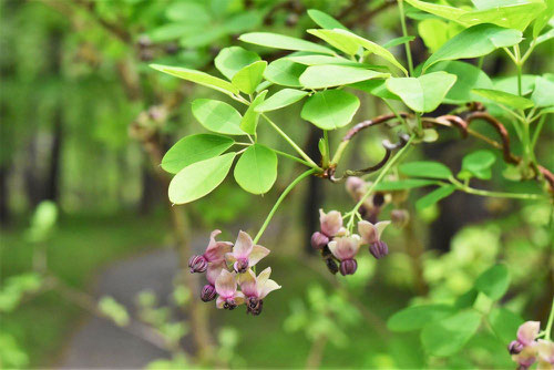 木通の花,画像,あけび