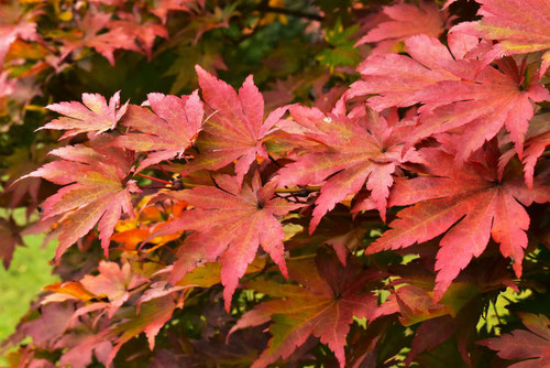 ヒナウチワカエデ／ひなうちわかえで／雛団扇楓 - 庭木図鑑 植木ペディア