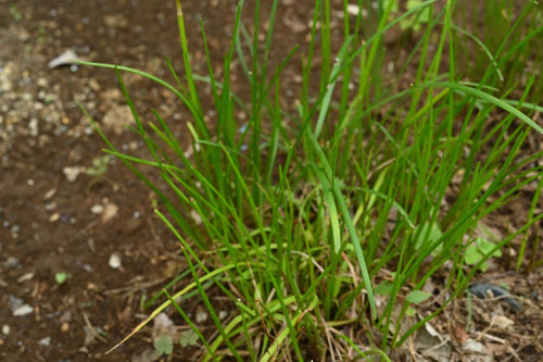 たますだれ,タマスダレ,ゼフィランサス