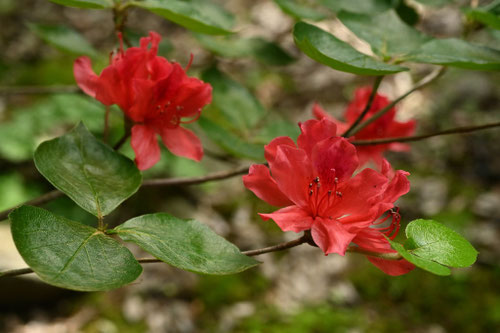 伊勢神宮にある躑躅,じんぐうつつじ