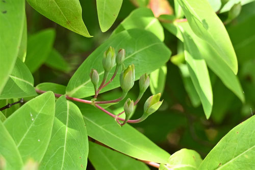 ビヨウヤナギ,びようやなぎ,Chinese hypericum