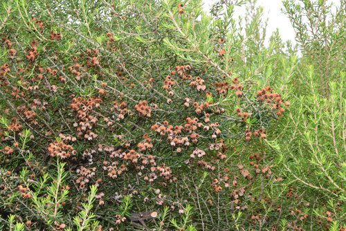 エリカの果実,植物