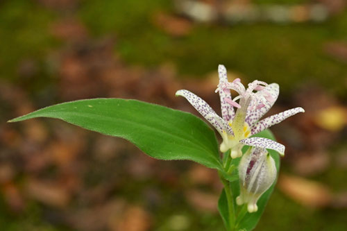 Toad lily