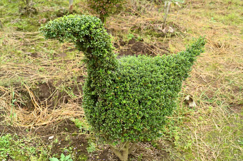 いぬつげ,植物,動物の形に切る
