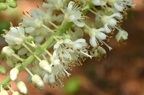 リョウブの花,開花時期,りょうぶ