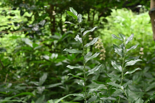 猿ここっか,植物,特徴