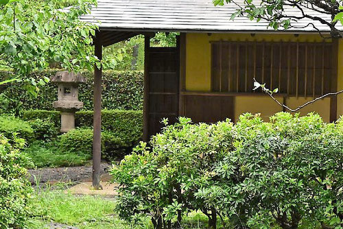 Japanese garden trees