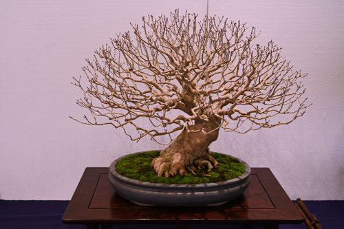 アオダモ,あおだもの木