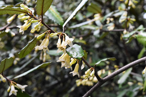 fragrant flower tree,Japan