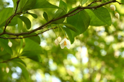 えごのき,開花時期