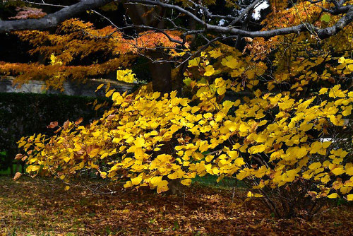ダンコウバイ,紅葉,黄葉,画像,だんこうばい
