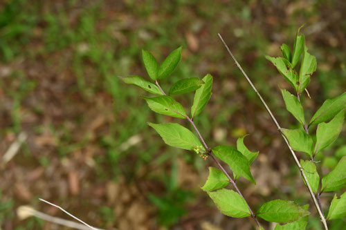 コムラサキ,植木,こむらさき,小紫ノキ