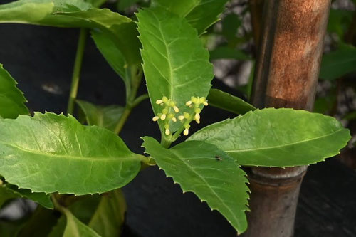 せんりょう,雌花,雄花,センリョウ