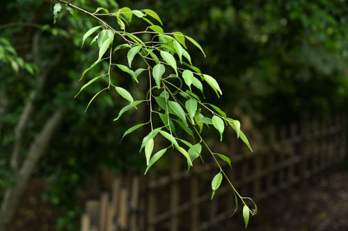 ハイノキ,植木,はいのき