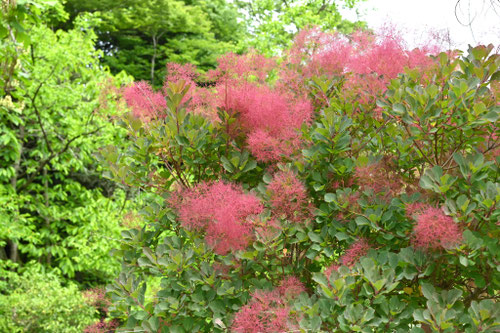 スモークツリー 庭木図鑑 植木ペディア スモークツリー 庭木図鑑 植木ペディア