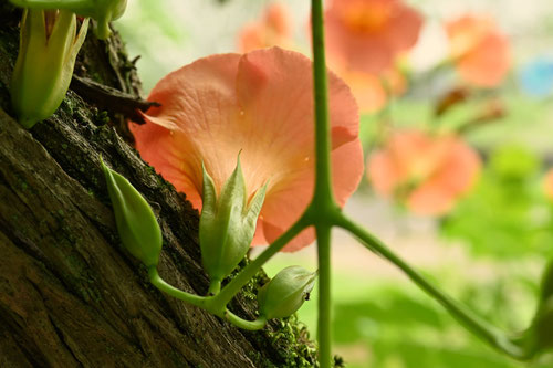 Trumpet Flower