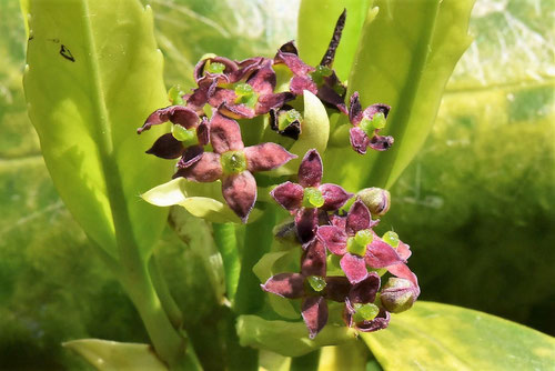 青木,雌花,雄花