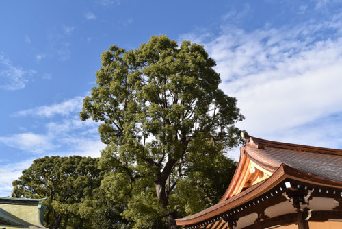 御神木,くすのき