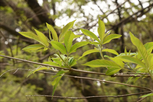 荊の木,にんじんぼく,ニンジンボク