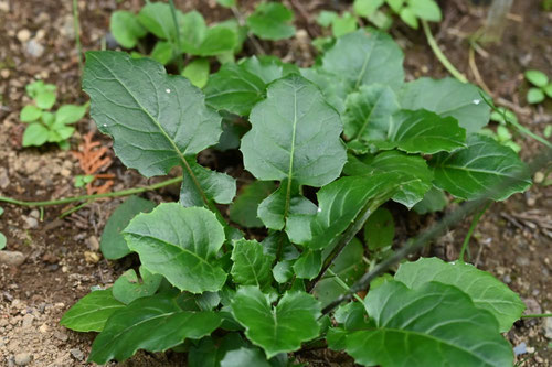 茶色いポンポンができる草
