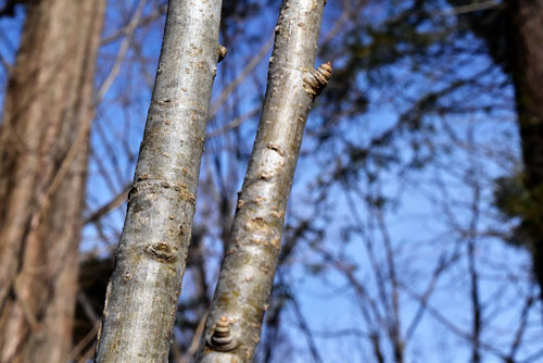 コシアブラの木の幹,こしあぶら