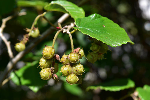 トサミズキ,とさみずき,土佐水木,fruits,Spike winter hazel