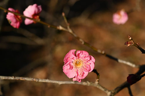 ウメ,梅の木,flowers of Japanese apricot