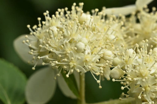ノリウツギの木の花,のりうつぎ