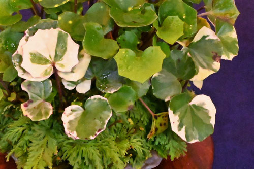 葉に模様が入るツワブキ,つわぶき