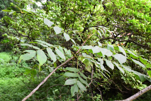 Japanese small walnut