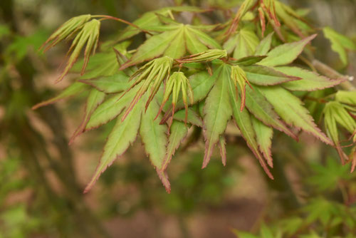 ヤマモミジ,やまもみじ,yamamomiji