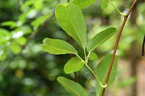 アケビの木の葉,あけび