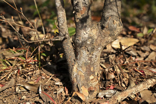 どうだんつつじ,幹,ドウダンツツジ