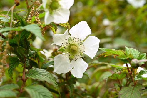 薔薇苺,植物,ばらいちご