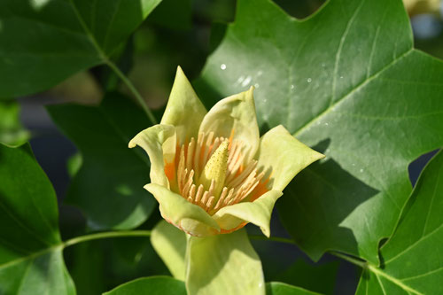 ユリノキ 開花時期