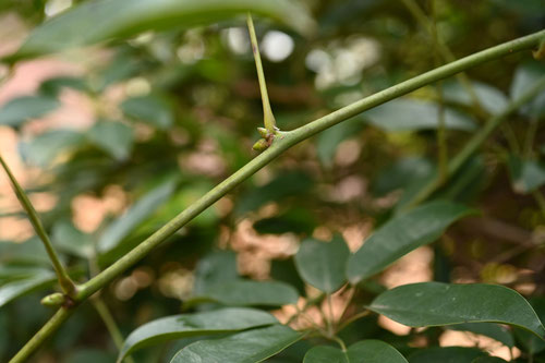 むべ,植物