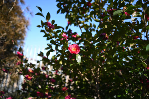 Flowering trees in February