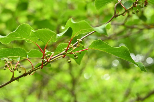 サルナシ,植物,蕾,さるなし