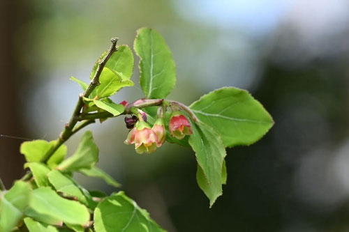 スノキの花,画像,開花時期,すのき