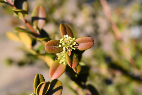 柘植,つげの木,つげの花,ホンツゲの花