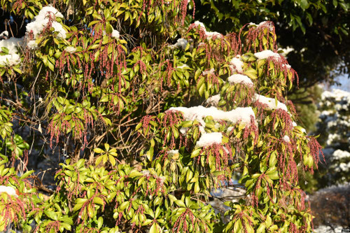 馬酔木の木,アセボ,アセビ