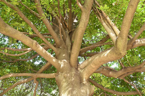 tarayou tree