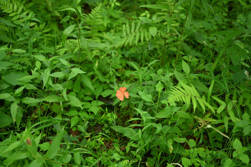 朱色の野草