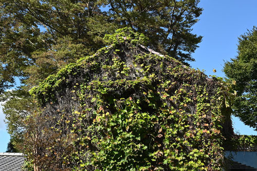 蔦,植物,なつづた