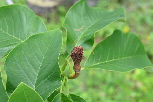 ギョクスイ,植木