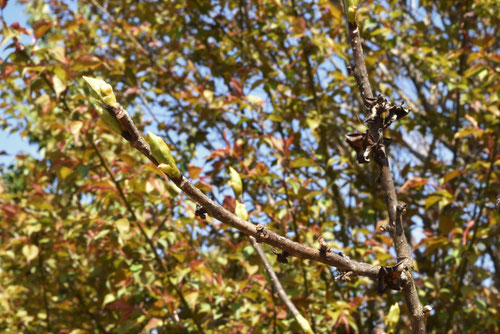 豆柿,マメガキの木の芽,まめがき