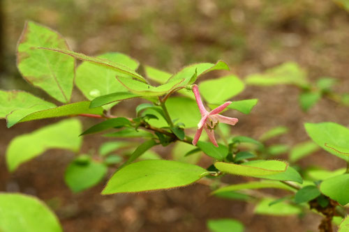 ヤマウグイスカグラ,開花時期,やまうぐいすかぐら