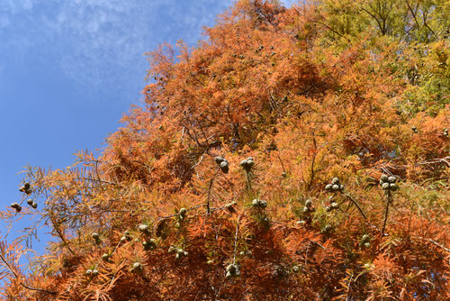 らくうしょうの木,紅葉